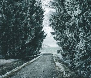 Preview wallpaper forest, winter, snow, trees, road, snowy