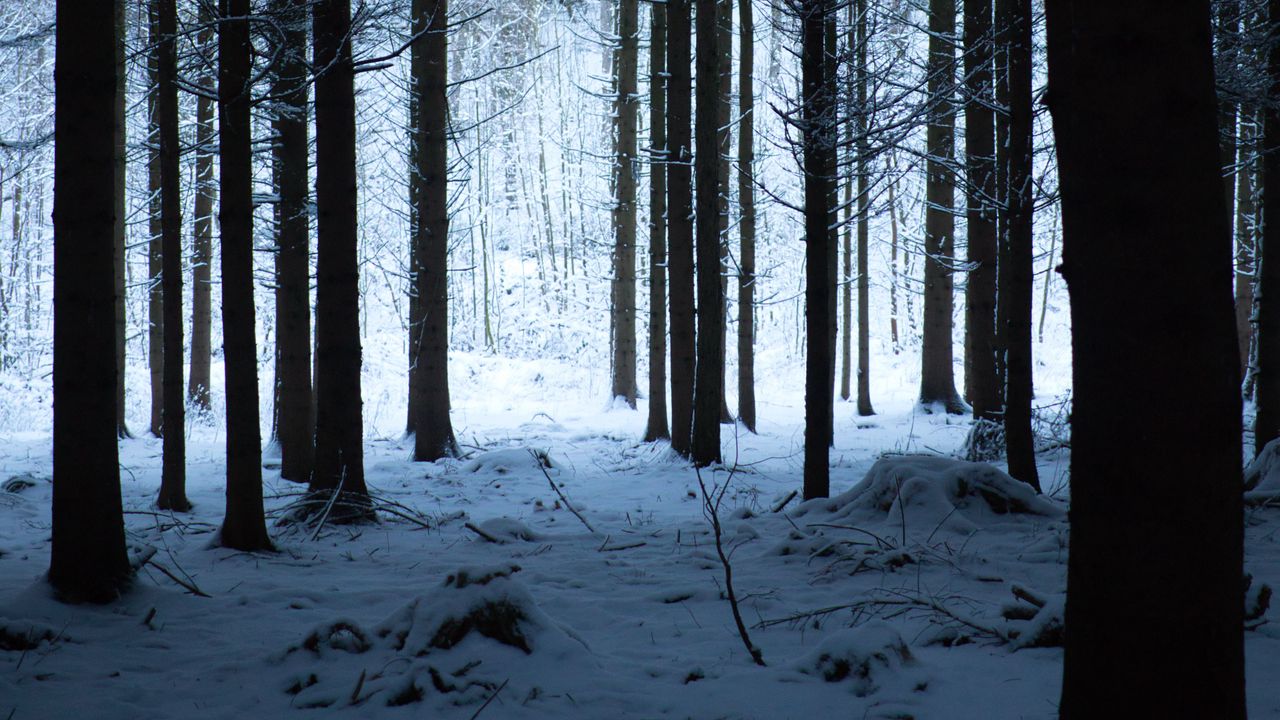 Wallpaper forest, winter, snow, trees, snowy, hike