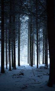Preview wallpaper forest, winter, snow, trees, snowy, hike