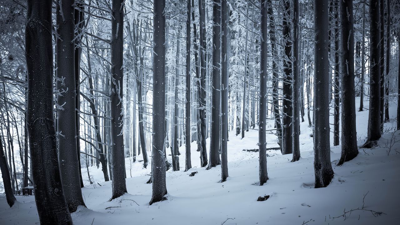 Wallpaper forest, winter, snow, trees, trunks, white