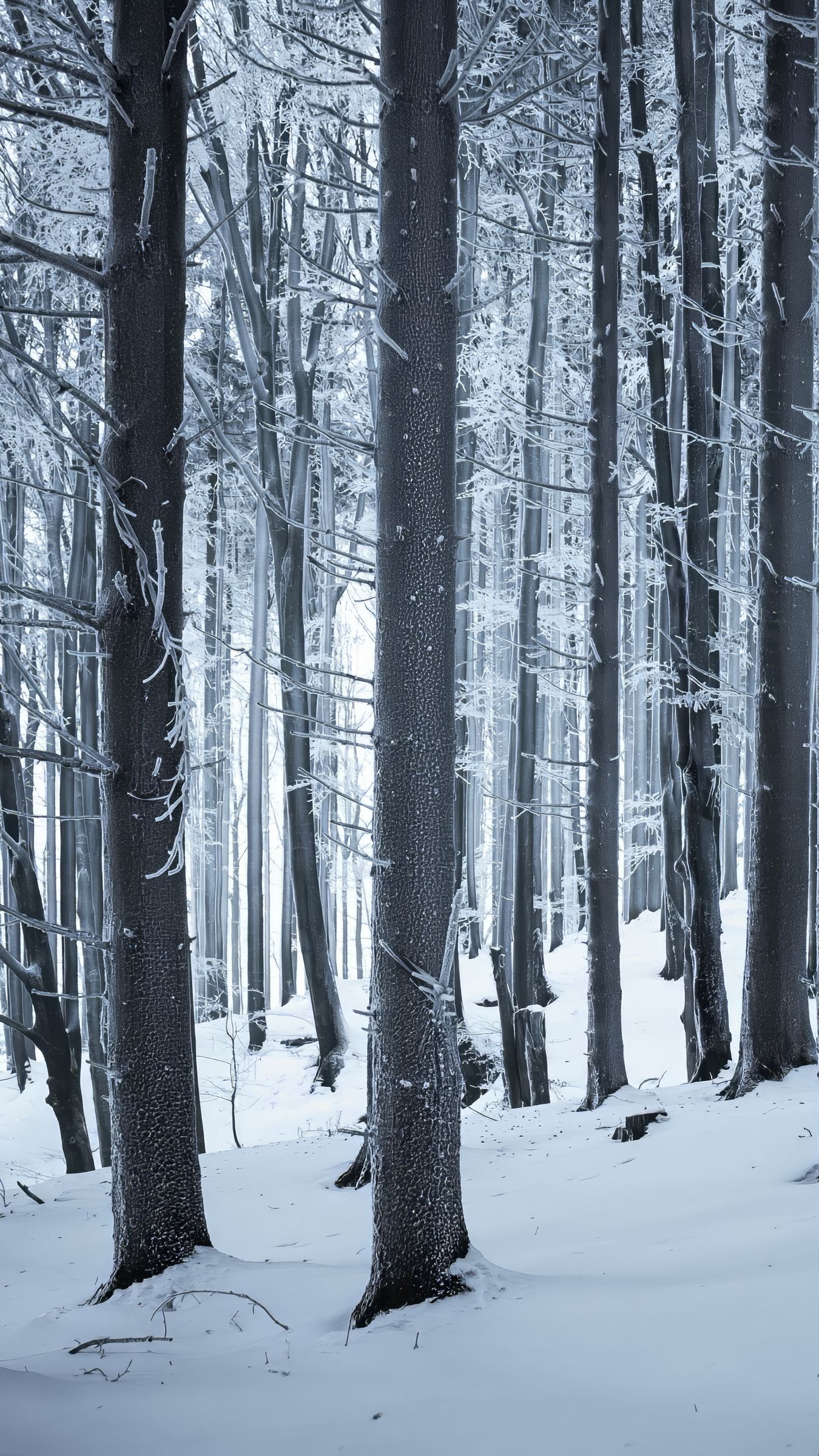 1350x2400 Wallpaper forest, winter, snow, trees, trunks, white