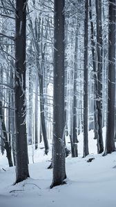 Preview wallpaper forest, winter, snow, trees, trunks, white