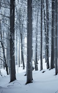 Preview wallpaper forest, winter, snow, trees, trunks, white