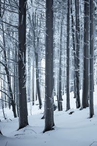 Preview wallpaper forest, winter, snow, trees, trunks, white