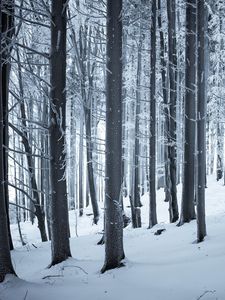 Preview wallpaper forest, winter, snow, trees, trunks, white