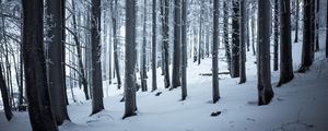 Preview wallpaper forest, winter, snow, trees, trunks, white