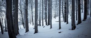 Preview wallpaper forest, winter, snow, trees, trunks, white