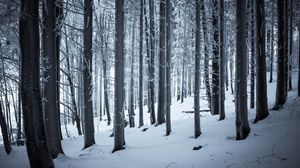 Preview wallpaper forest, winter, snow, trees, trunks, white