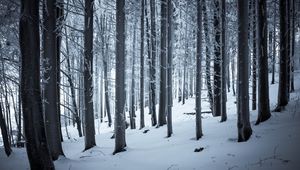 Preview wallpaper forest, winter, snow, trees, trunks, white