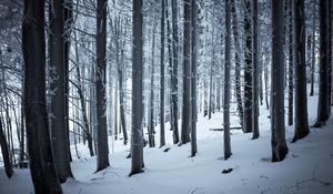 Preview wallpaper forest, winter, snow, trees, trunks, white