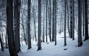 Preview wallpaper forest, winter, snow, trees, trunks, white