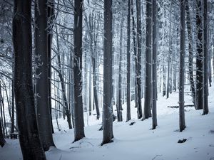 Preview wallpaper forest, winter, snow, trees, trunks, white