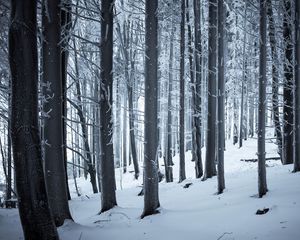 Preview wallpaper forest, winter, snow, trees, trunks, white