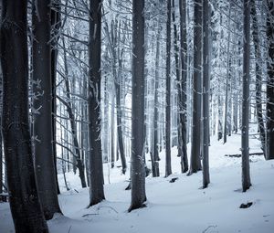 Preview wallpaper forest, winter, snow, trees, trunks, white