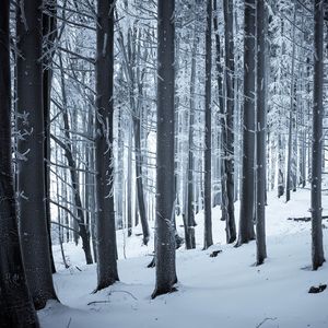 Preview wallpaper forest, winter, snow, trees, trunks, white