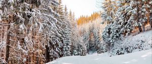 Preview wallpaper forest, winter, snow, road, sky, nature, winter landscape