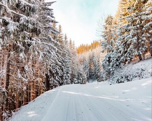 Preview wallpaper forest, winter, snow, road, sky, nature, winter landscape