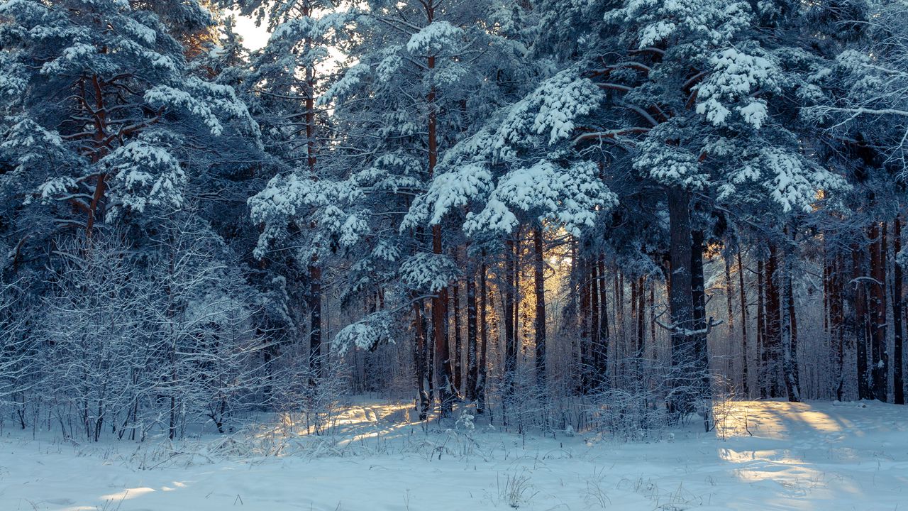 Wallpaper forest, winter, snow, trees, winter landscape