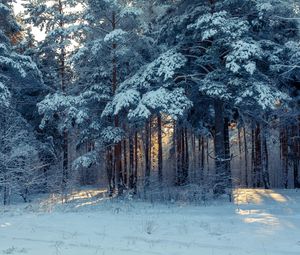 Preview wallpaper forest, winter, snow, trees, winter landscape