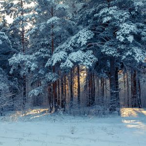 Preview wallpaper forest, winter, snow, trees, winter landscape