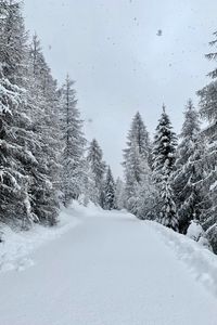 Preview wallpaper forest, winter, snow, snowy, road