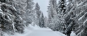 Preview wallpaper forest, winter, snow, snowy, road