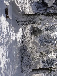 Preview wallpaper forest, winter, snow, trees, white, landscape, nature