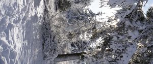 Preview wallpaper forest, winter, snow, trees, white, landscape, nature