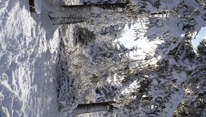 Preview wallpaper forest, winter, snow, trees, white, landscape, nature