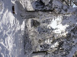 Preview wallpaper forest, winter, snow, trees, white, landscape, nature