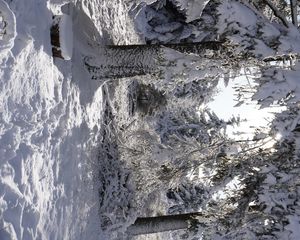 Preview wallpaper forest, winter, snow, trees, white, landscape, nature