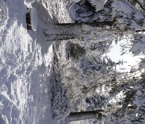 Preview wallpaper forest, winter, snow, trees, white, landscape, nature