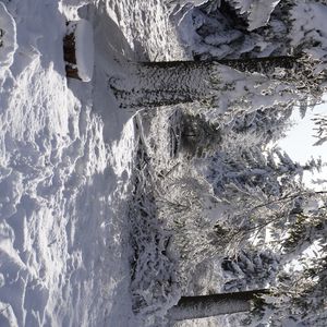 Preview wallpaper forest, winter, snow, trees, white, landscape, nature