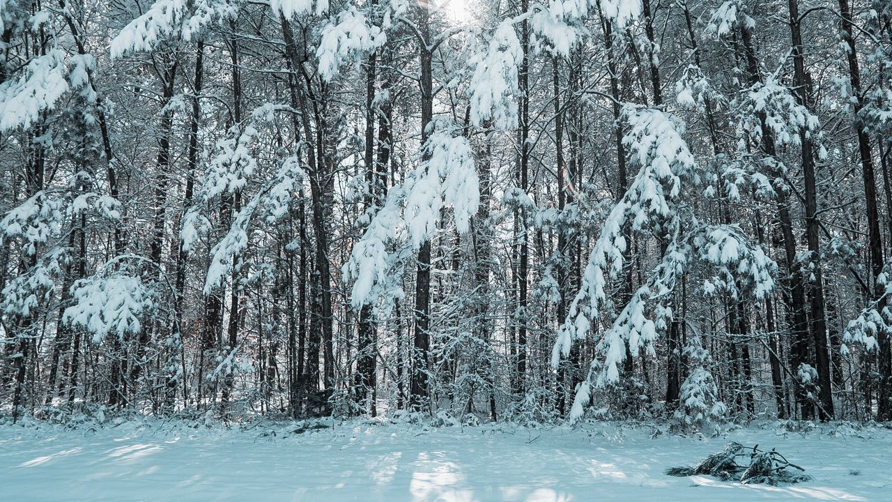 Wallpaper forest, winter, snow, trees, light