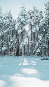Preview wallpaper forest, winter, snow, trees, light