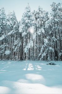 Preview wallpaper forest, winter, snow, trees, light