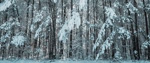 Preview wallpaper forest, winter, snow, trees, light