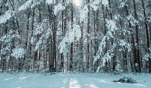 Preview wallpaper forest, winter, snow, trees, light