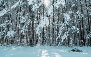 Preview wallpaper forest, winter, snow, trees, light