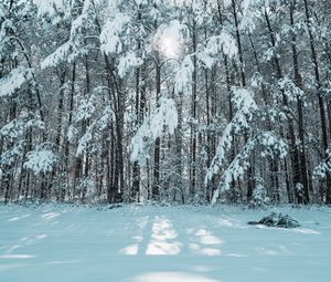 Preview wallpaper forest, winter, snow, trees, light