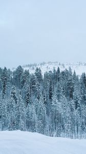 Preview wallpaper forest, winter, snow, trees