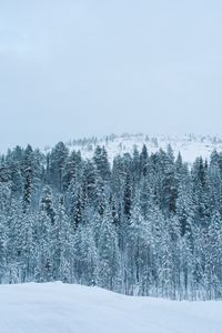 Preview wallpaper forest, winter, snow, trees