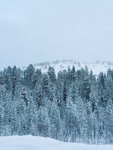 Preview wallpaper forest, winter, snow, trees