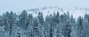 Preview wallpaper forest, winter, snow, trees