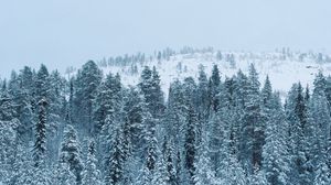 Preview wallpaper forest, winter, snow, trees