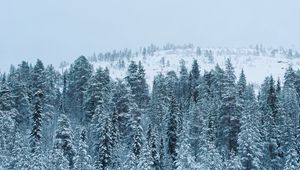 Preview wallpaper forest, winter, snow, trees