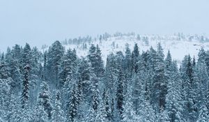 Preview wallpaper forest, winter, snow, trees