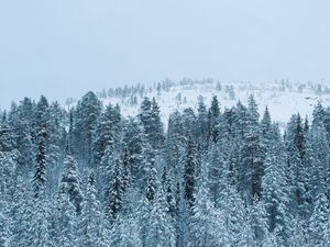 Preview wallpaper forest, winter, snow, trees