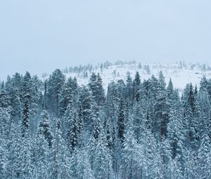 Preview wallpaper forest, winter, snow, trees