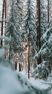 Preview wallpaper forest, winter, snow, trees, conifer